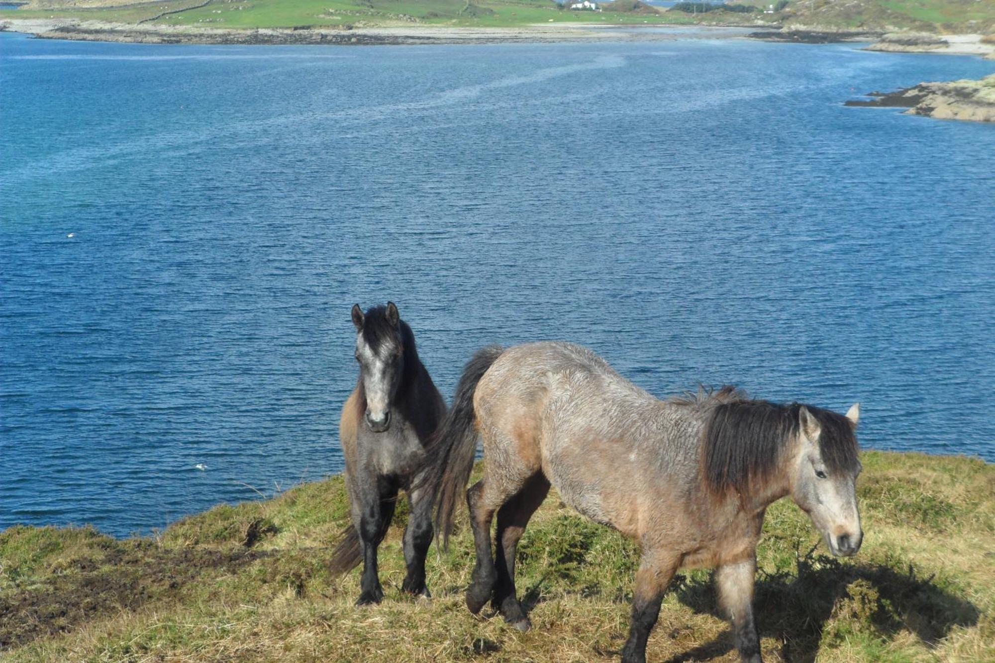 Rockmount House B&B Clifden Exterior foto
